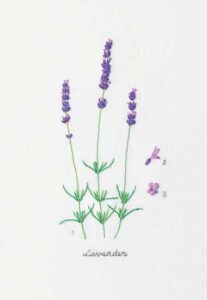 Embroidered Lavender Flowers Image